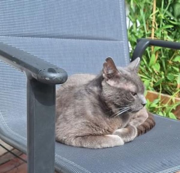 Huerto (FIV+) - ein toller Charakter