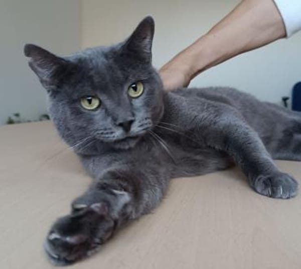 Huerto (FIV+) - ein toller Charakter