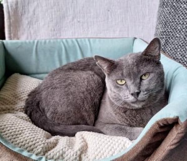 Huerto (FIV+) - ein toller Charakter