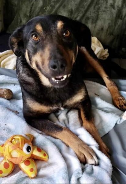 Santana (Dia) 50 cm (Pflegestelle)