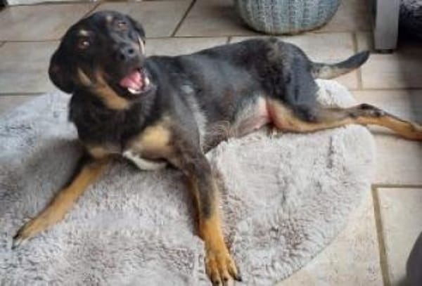 Santana (Dia) 50 cm (Pflegestelle)