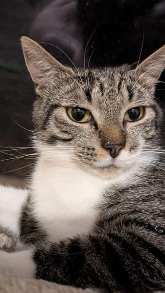 Connor sucht einen Kumpel zum Toben