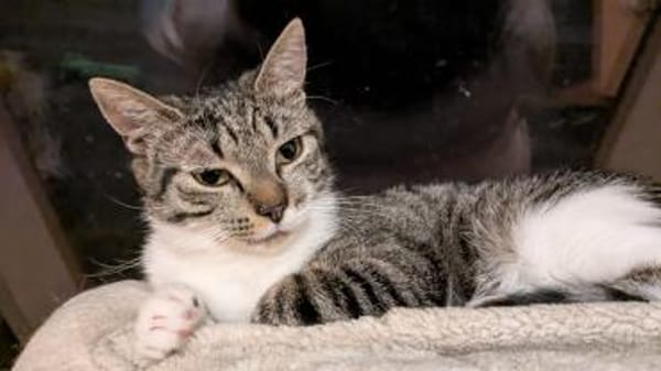 Connor sucht einen Kumpel zum Toben