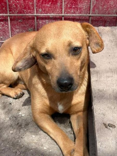 Dackel Mix, Rüde, 3 Jahre