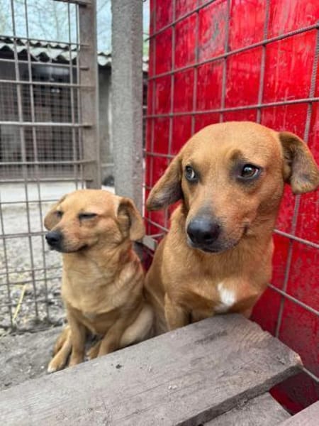 Dackel Mix, Rüde, 3 Jahre