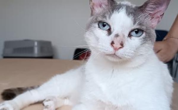 Duquesa - gesellig und anhänglich