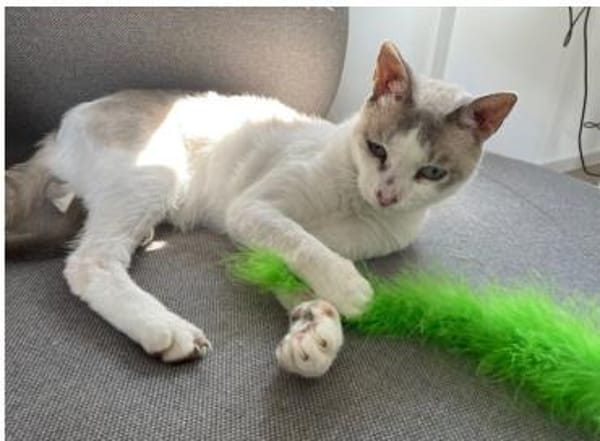 Duquesa - gesellig und anhänglich