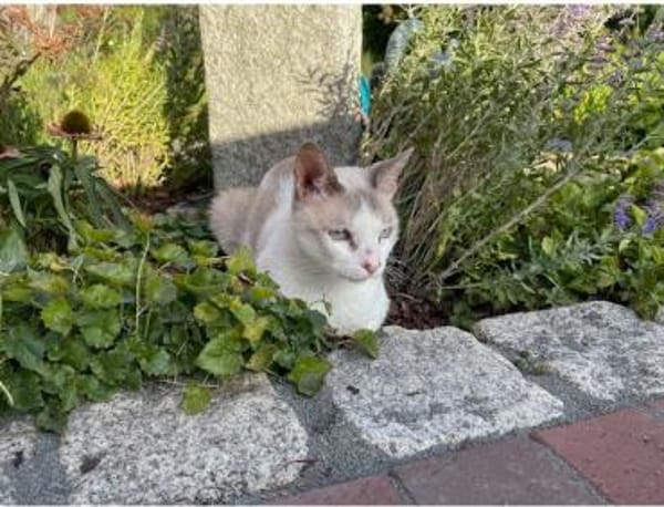 Duquesa - gesellig und anhänglich