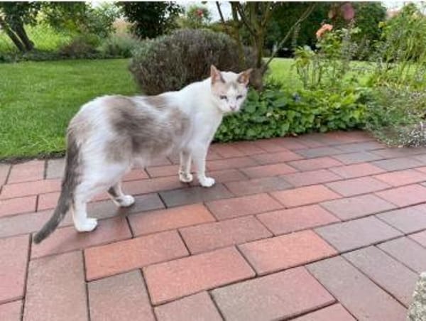 Duquesa - gesellig und anhänglich