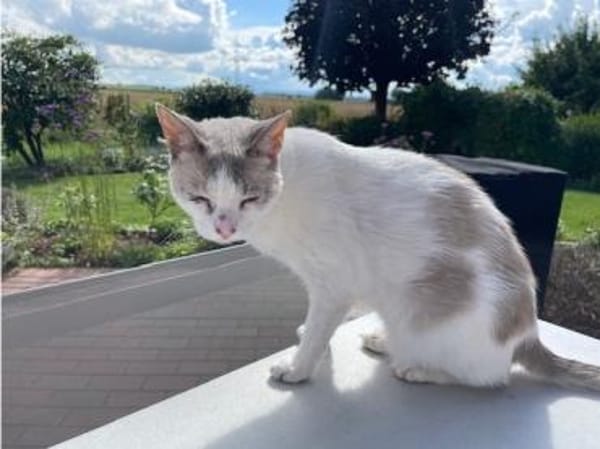 Duquesa - gesellig und anhänglich