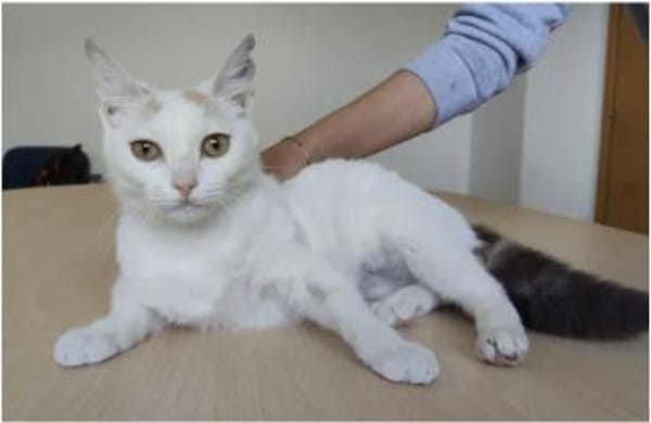 Hada - zarte, sanfte und süße Katzendame