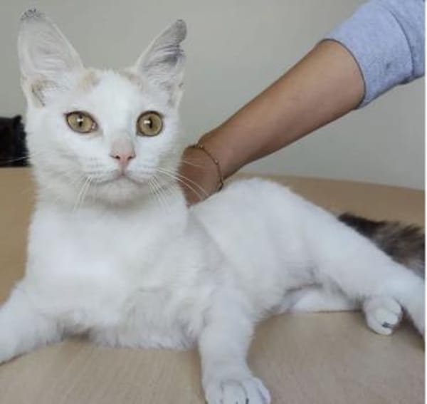 Hada - zarte, sanfte und süße Katzendame