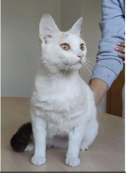 Hada - zarte, sanfte und süße Katzendame