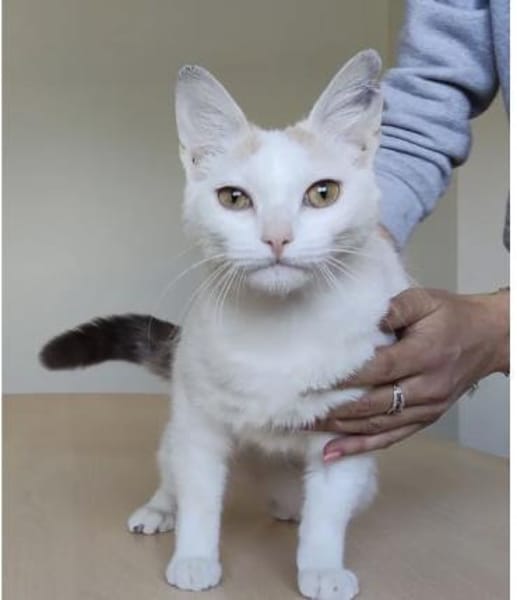 Hada - zarte, sanfte und süße Katzendame