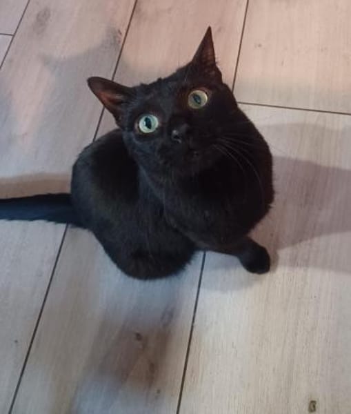 Sami hatte noch nie ein Anfrage