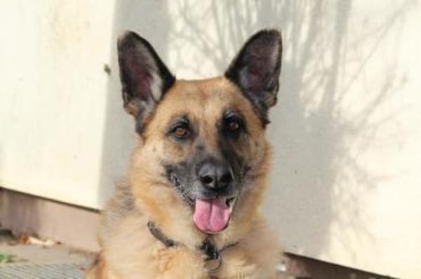 Vicenta - immer an deiner Seite