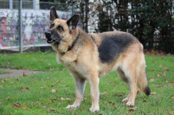 Vicenta - immer an deiner Seite