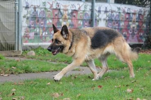 Vicenta - immer an deiner Seite