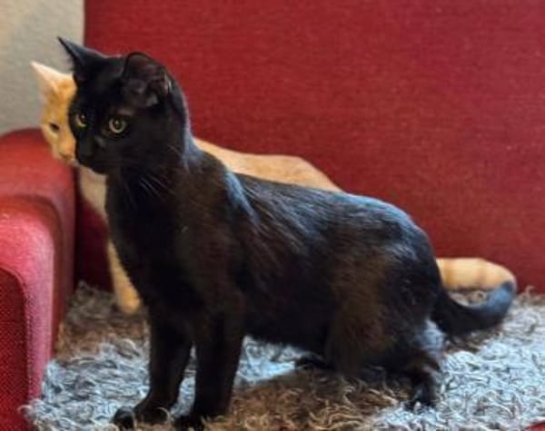 Liebe junge Katze sucht ebensolches Zuha