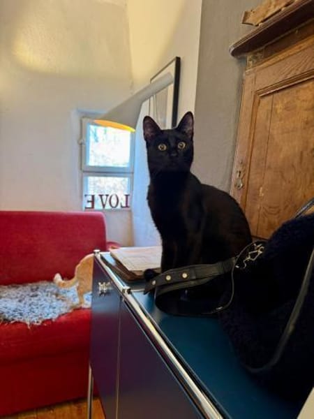 Liebe junge Katze sucht ebensolches Zuha