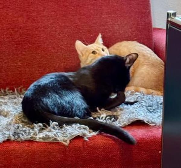 Liebe junge Katze sucht ebensolches Zuha