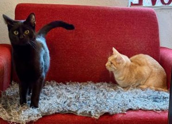 Liebe junge Katze sucht ebensolches Zuha