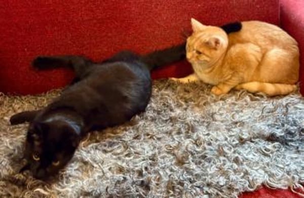 Liebe junge Katze sucht ebensolches Zuha