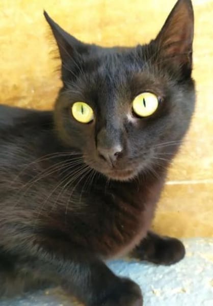 Isidora (FIV+) - wer nimmt mich auf?