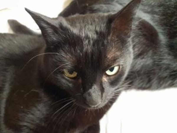 Isidora (FIV+) - wer nimmt mich auf?