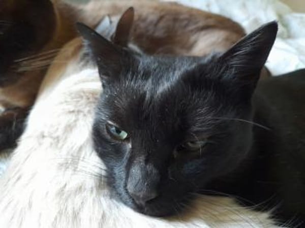 Isidora (FIV+) - wer nimmt mich auf?