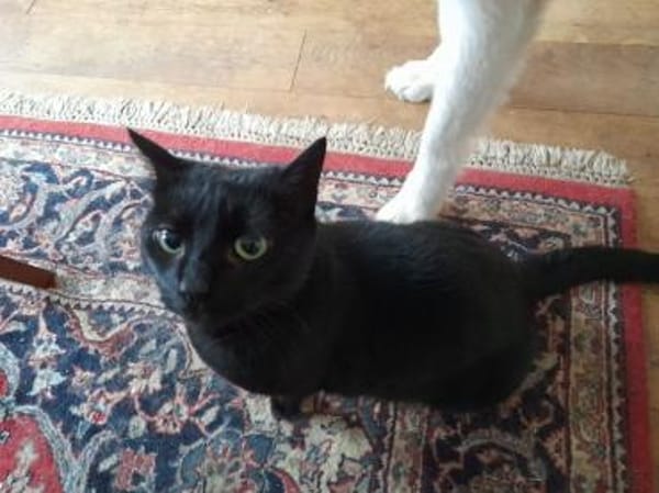 Isidora (FIV+) - wer nimmt mich auf?