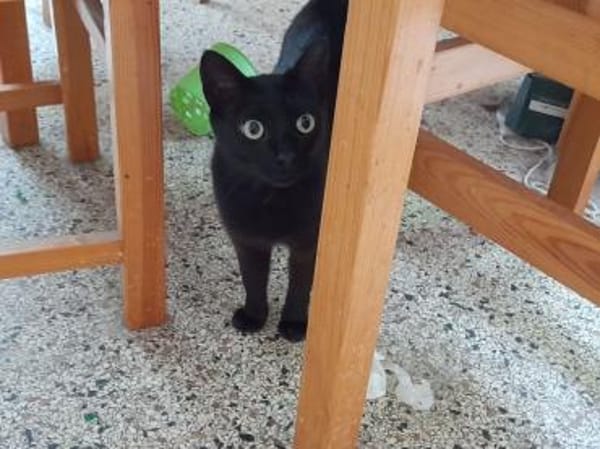 Isidora (FIV+) - wer nimmt mich auf?