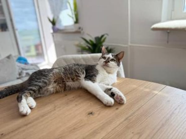 Oliwia- sucht Sicherheit