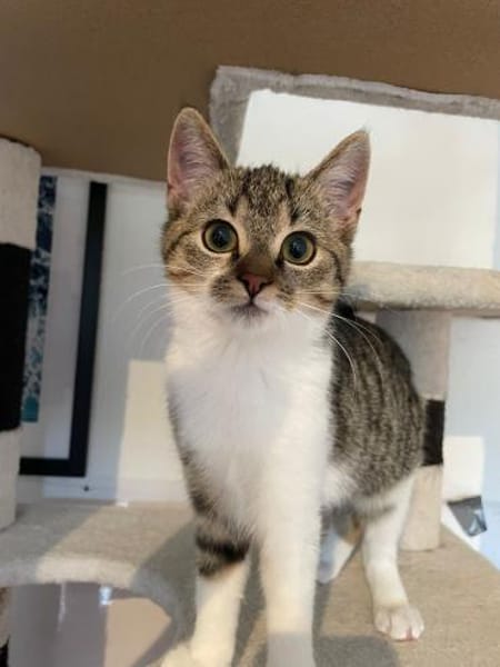 Nara die Ballkönigin