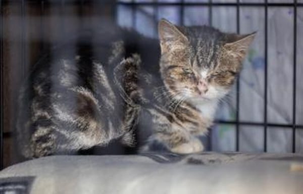 Loella die Schnurr-Faucherin