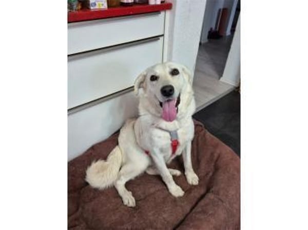 Brienne - wartet in 67663 Kaiserslautern