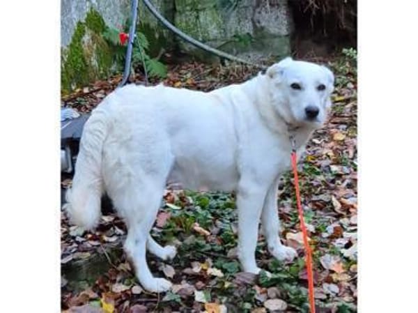 Brienne - wartet in 67663 Kaiserslautern