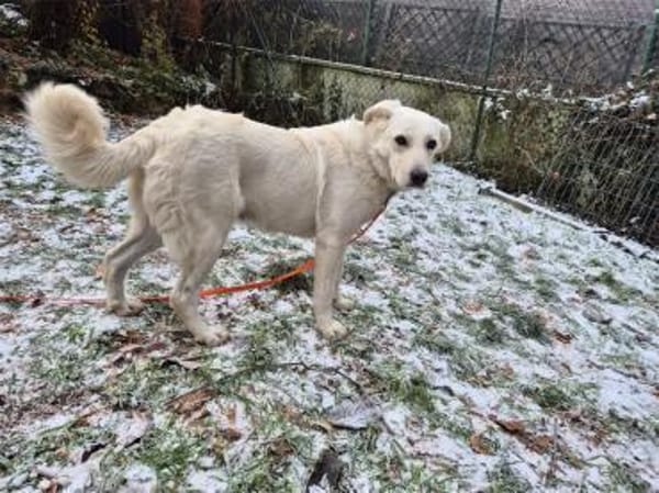 Brienne - wartet in 67663 Kaiserslautern