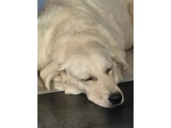 Brienne - wartet in 67663 Kaiserslautern