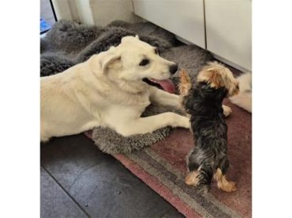 Brienne - wartet in 67663 Kaiserslautern