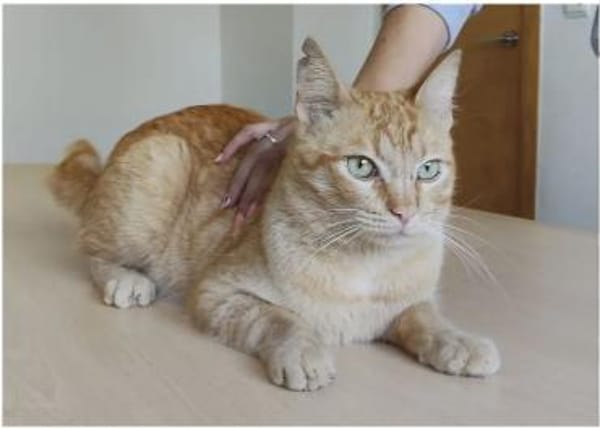 Isidro - liebenswerter roter Tiger