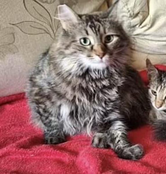 Liva sucht mit Garten oder Freigang