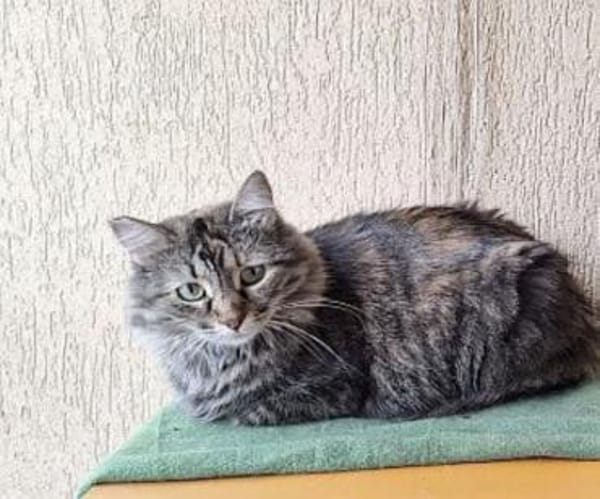 Liva sucht mit Garten oder Freigang