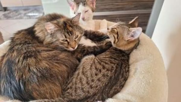 Liva sucht mit Garten oder Freigang