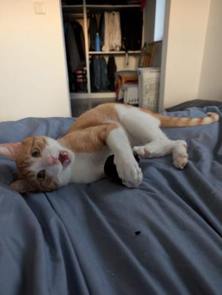 Zoll - Charakter-Kater