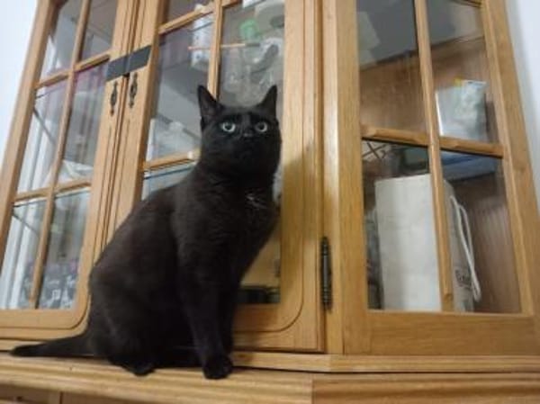 Lucy - gesprächige Lakritznase