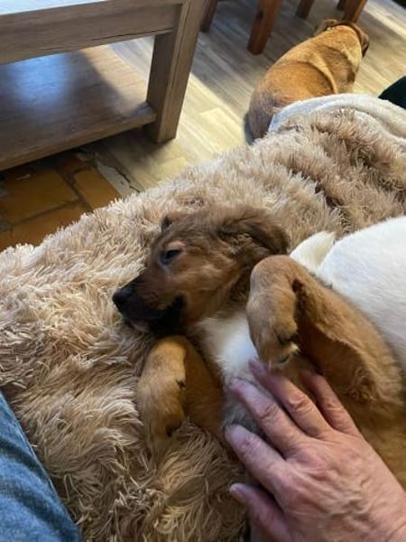 Süßer Tommi❤sucht Kuschelflat