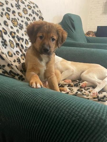 Süßer Tommi❤sucht Kuschelflat