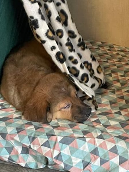 Süßer Tommi❤sucht Kuschelflat