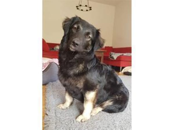 Ella wartet in 22949 Ammersbek